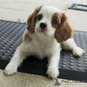 Photo №1. cavalier king charles spaniel - for sale in the city of Berlin | Is free | Announcement № 127155