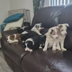 Photo №1. border collie - for sale in the city of Brussels | 723$ | Announcement № 165227