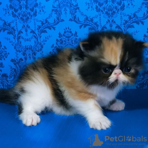 Photo №1. persian cat - for sale in the city of Milan | negotiated | Announcement № 95734