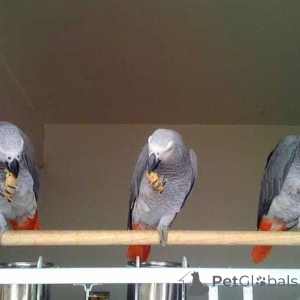 Photo №1. german pinscher, german shepherd, german shorthaired pointer, giant schnauzer - for sale in the city of Airle Beach | negotiated | Announcement № 145251