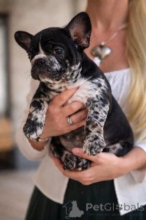 Photo №4. I will sell french bulldog in the city of Innsbruck. private announcement - price - negotiated
