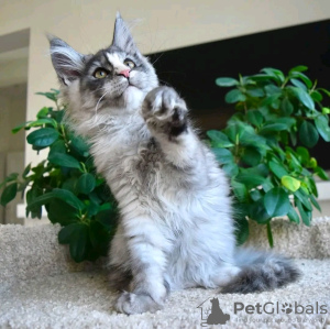 Photo №1. maine coon - for sale in the city of Berlin | 528$ | Announcement № 120783