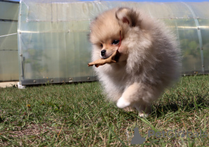 Additional photos: Pomeranian girl, standard