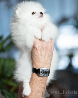 Photo №3. Pomeranian spokes. Germany