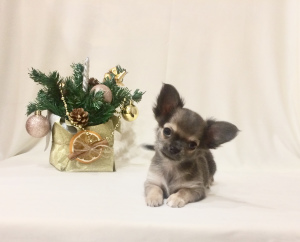 Photo №2 to announcement № 4548 for the sale of chihuahua - buy in Russian Federation breeder