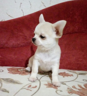 Photo №2 to announcement № 3778 for the sale of chihuahua - buy in Ukraine breeder