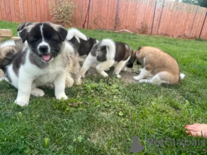 Photo №2 to announcement № 42823 for the sale of akita - buy in New Zealand 