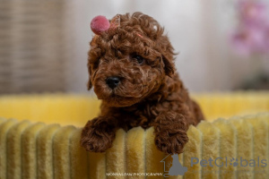 Photo №1. poodle (toy) - for sale in the city of Бачка-Паланка | negotiated | Announcement № 77691