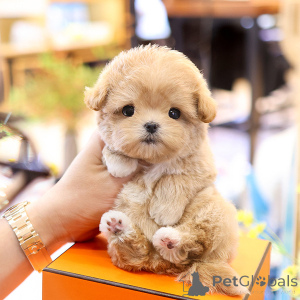 Photo №3. lovely Maltipu puppy. United States