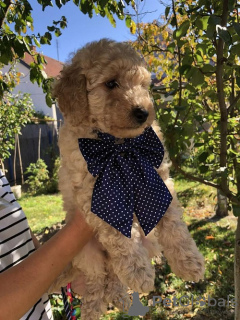 Additional photos: Apricot MEDIUM POODLE puppy