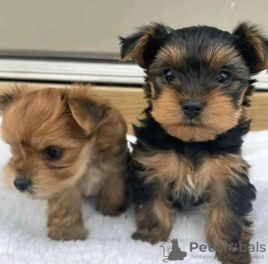 Photo №1. yorkshire terrier - for sale in the city of Helsinki | 370$ | Announcement № 117308