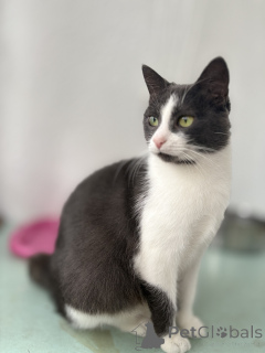 Photo №1.  - for sale in the city of Minsk | Is free | Announcement № 156450