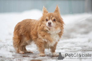 Photo №1. chihuahua - for sale in the city of Munich | 423$ | Announcement № 105365