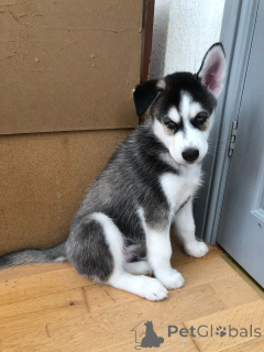 Photo №2 to announcement № 137901 for the sale of siberian husky - buy in Germany 