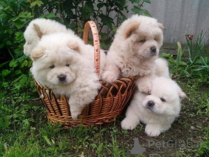 Photo №1. chow chow - for sale in the city of Vilnius | negotiated | Announcement № 162918