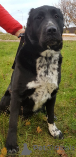 Photo №4. I will sell central asian shepherd dog in the city of Kropivnitsky. breeder - price - 300$