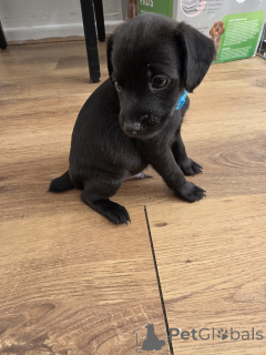 Photo №1. patterdale terrier - for sale in the city of Feldkircch | negotiated | Announcement № 170083