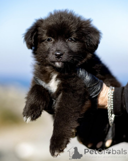 Photo №2 to announcement № 161191 for the sale of non-pedigree dogs - buy in Russian Federation private announcement