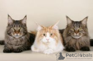 Photo №2 to announcement № 55152 for the sale of maine coon - buy in Finland 