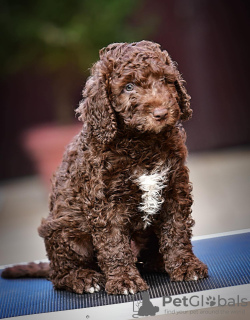 Additional photos: Spanish Water Dog puppies