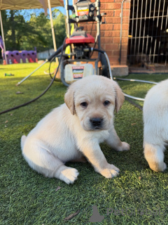 Photo №3. Adorable Yellow Labrador Retriever Puppy Playful, Healthy & Ready for a Loving. Luxembourg