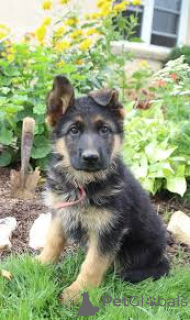 Photo №2 to announcement № 135919 for the sale of german shepherd - buy in Germany 