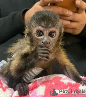 Additional photos: BEAUTIFUL BABY MONKEYS FOR SELL