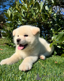 Photo №1. american akita - for sale in the city of Hamburg | negotiated | Announcement № 160854