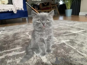 Photo №1. british shorthair - for sale in the city of Inverness | negotiated | Announcement № 173834