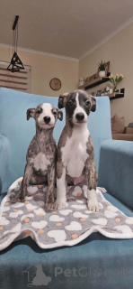 Photo №2 to announcement № 161486 for the sale of saluki - buy in Serbia 