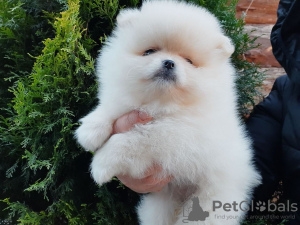 Photo №1. pomeranian - for sale in the city of Aachen | 380$ | Announcement № 120042