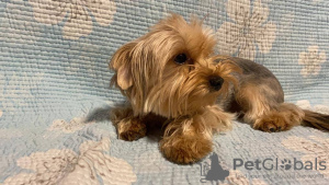 Photo №1. yorkshire terrier - for sale in the city of Munich | 423$ | Announcement № 105359