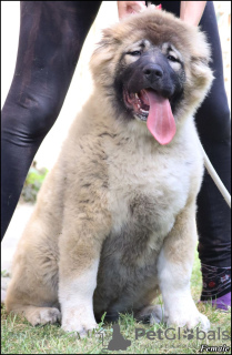 Photo №1. caucasian shepherd dog - for sale in the city of Zemun | negotiated | Announcement № 99358