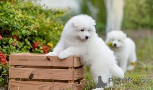 Photo №1. samoyed dog - for sale in the city of Gothenburg | negotiated | Announcement № 175064