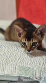 Photo №4. I will sell abyssinian cat in the city of Stavropol. from nursery, breeder - price - 521$