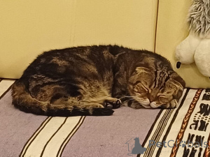 Photo №3. Attention! Urgently looking for a house, a wonderful cat Richard!. Russian Federation