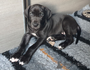 Photo №1. great dane - for sale in the city of Saint-Zhil | 1548$ | Announcement № 164870