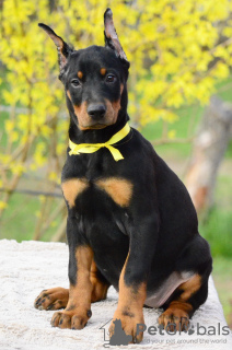 Additional photos: Doberman puppies