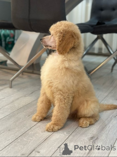 Photo №3. Standard Poodle Puppies. Serbia