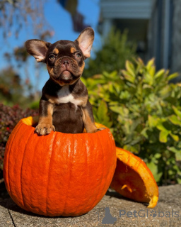 Photo №1. french bulldog - for sale in the city of Munich | 659$ | Announcement № 150638