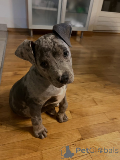Photo №2 to announcement № 178088 for the sale of american pit bull terrier - buy in Germany private announcement