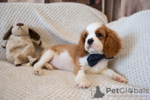 Additional photos: Puppies Cavalier King Charles Spaniel