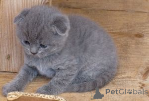 Photo №1. scottish fold - for sale in the city of Cortrack | Is free | Announcement № 165682
