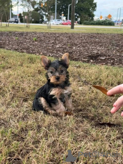 Photo №1.  - for sale in the city of Donji Miholjac | negotiated | Announcement № 161252