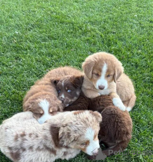Photo №4. I will sell australian shepherd in the city of Taufkirchen. private announcement - price - 599$