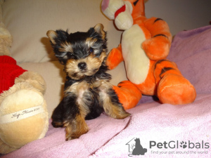 Photo №1. yorkshire terrier - for sale in the city of Cologne | Is free | Announcement № 95098