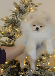 Additional photos: POMERANIAN, purebred puppies