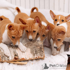 Photo №1. basenji - for sale in the city of Riga | 1162$ | Announcement № 41017