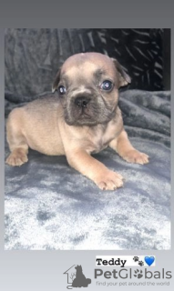 Photo №3. Französische Bulldoggenwelpen. Germany