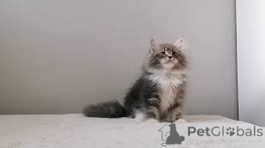 Photo №3. Chatons sibériens à vendre. Belgium